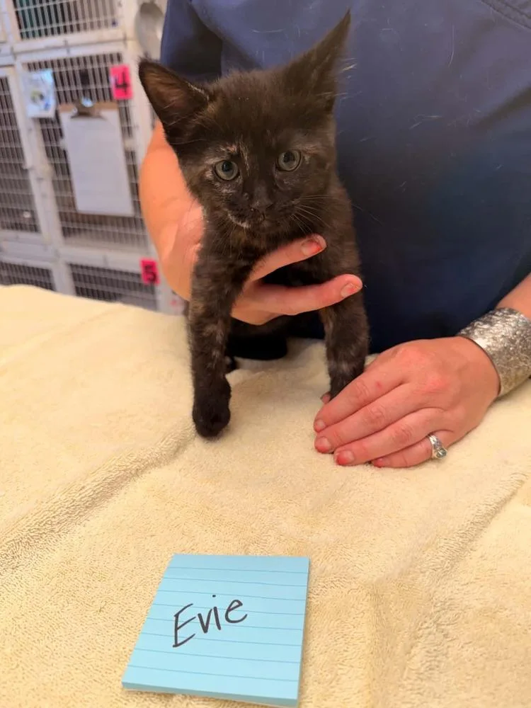 A baby small-sized female Domestic Short Hair cat named Evie for adoption in Vancouver, WA