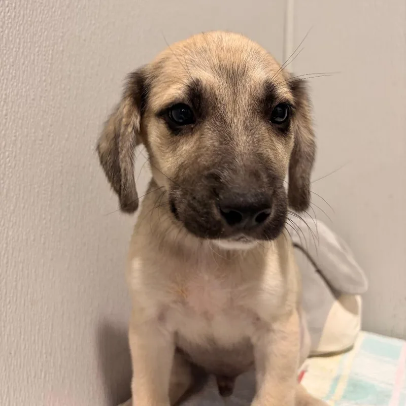 A baby medium-sized male Yellow / Tan / Blond / Fawn Labrador Retriever dog named Tinker for adoption in Tampa, FL