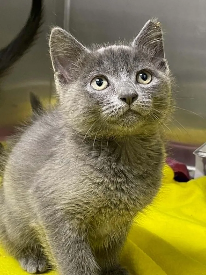 A young medium-sized male Gray / Blue / Silver Domestic Short Hair cat named Levi for adoption in Covington, VA