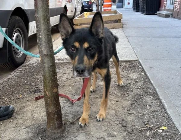 An adult medium-sized male Mixed Breed dog named Monty for adoption in New York, NY