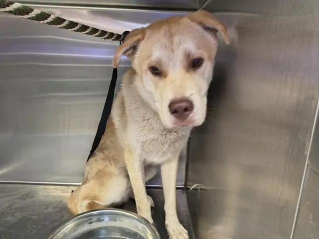 A young medium-sized male Labrador Retriever dog named Mack for adoption in Tucson, AZ