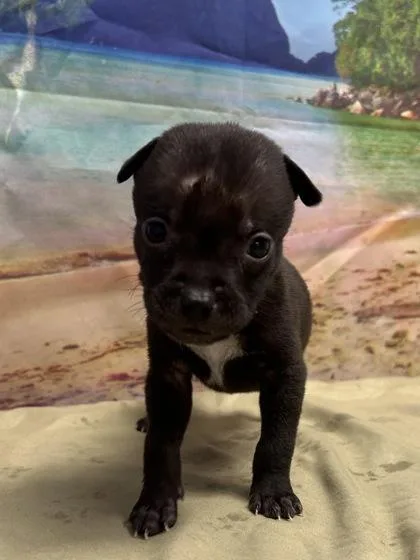 A baby small-sized male Terrier dog named Frederick for adoption in San Antonio, TX
