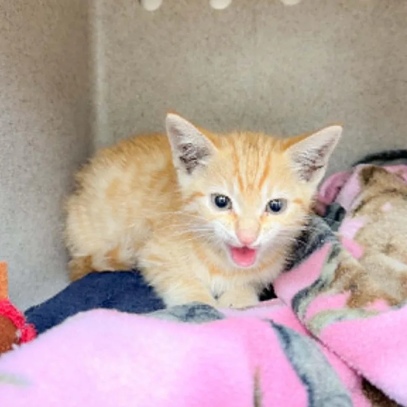 A baby small-sized male Orange / Red Domestic Short Hair cat named Mitch for adoption in Bastrop, TX