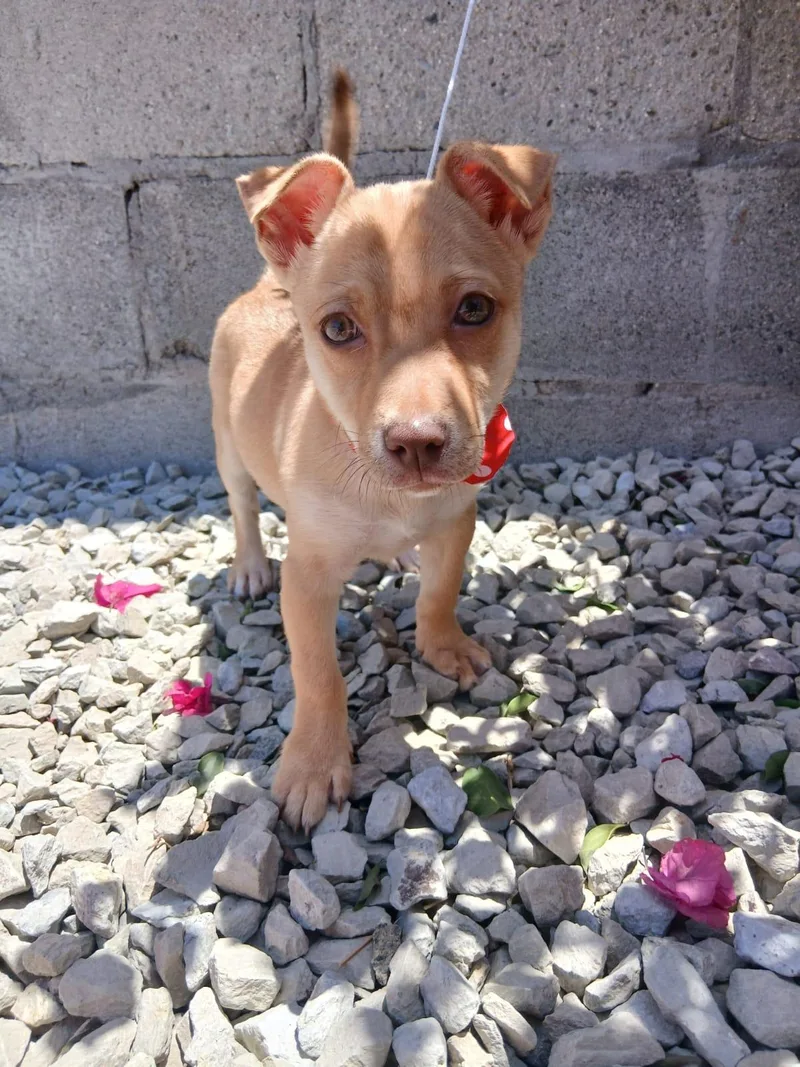 A baby small-sized female Apricot / Beige Chihuahua dog named Kiki for adoption in Los Angeles, CA