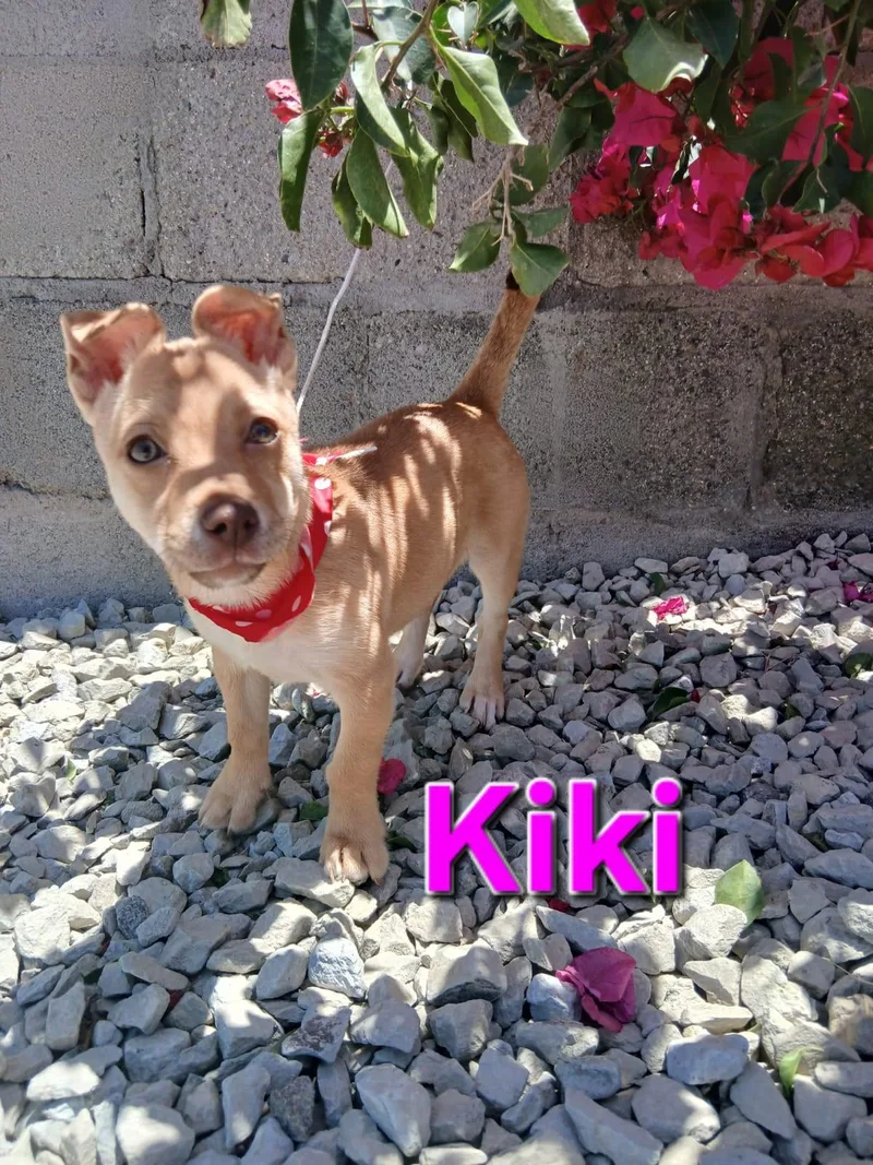 Kiki thumbnail 3