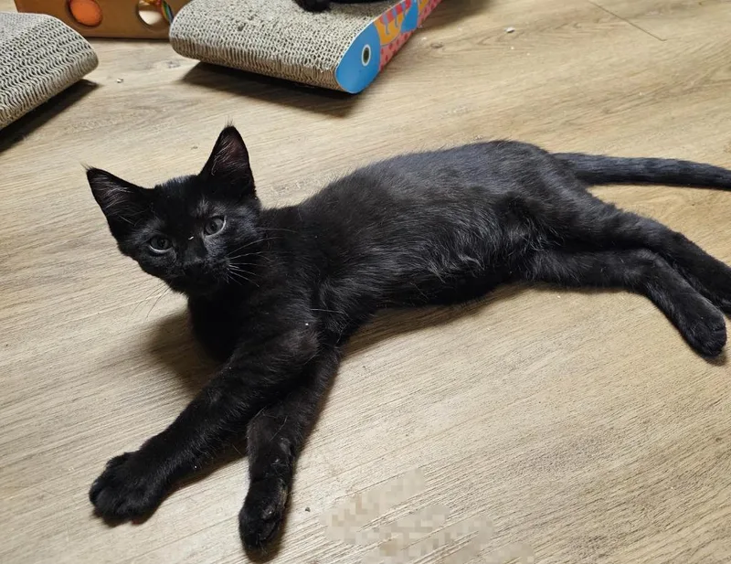 A baby medium-sized male Domestic Short Hair cat named Blackie for adoption in Salt Lake City, UT
