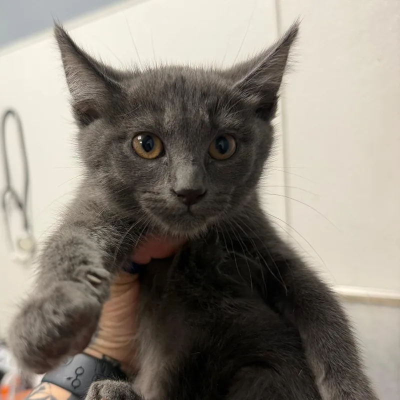 A baby small-sized female Gray / Blue / Silver Domestic Short Hair cat named Whatchamacallit for adoption in Birmingham, AL