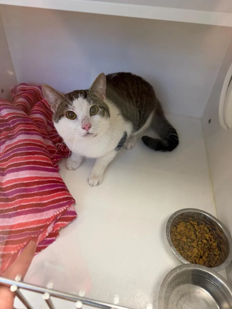 An adult large-sized male Domestic Short Hair cat named Fat Albert for adoption in Greenfield, IN
