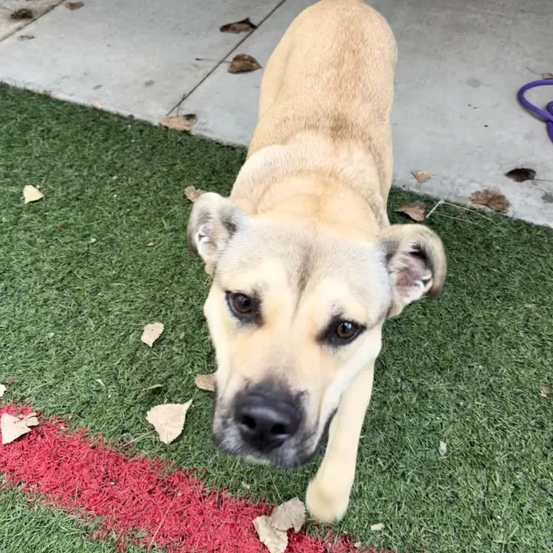 A young medium-sized female Shepherd dog named Rebekah for adoption in Manhattan, KS