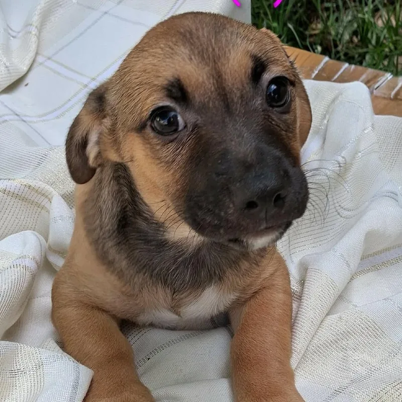 A baby medium-sized female Brown / Chocolate Retriever dog named Mint Mw for adoption in Austin, TX