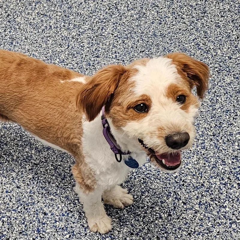 An adult medium-sized male Aussiedoodle dog named Sol for adoption in Breinigsville, PA