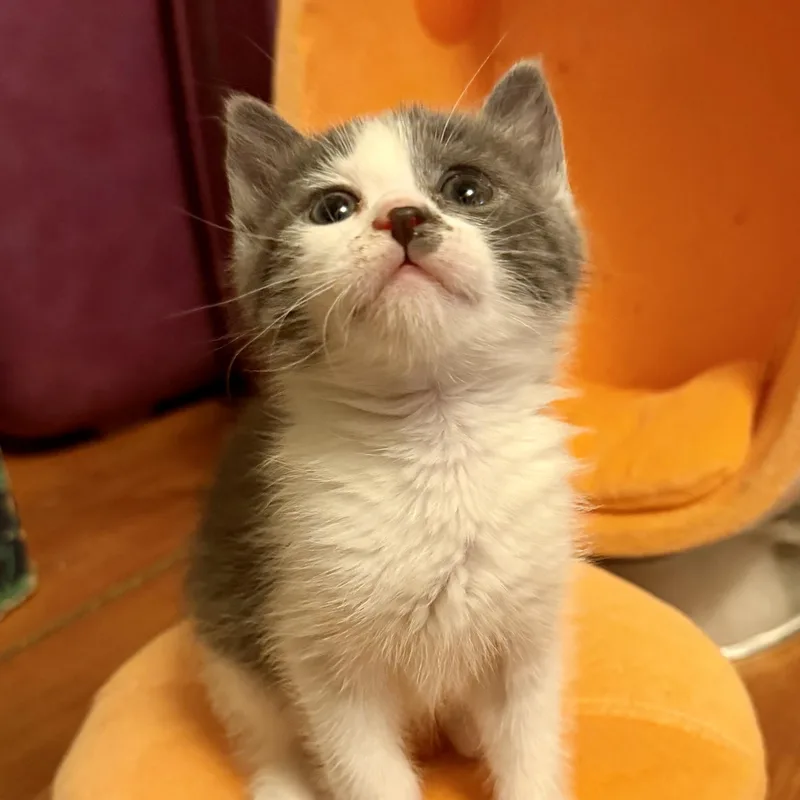 A baby small-sized female Gray & White Domestic Short Hair cat named Langley for adoption in Cooperstown, NY