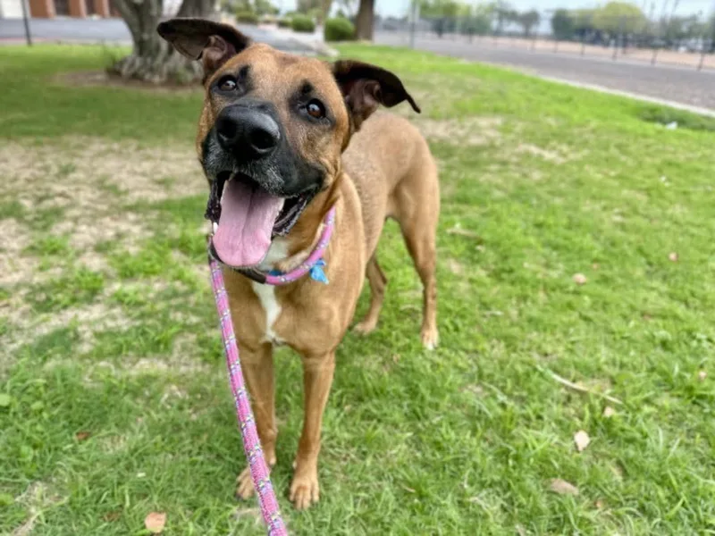 An adult extra large-sized female Tricolor (Brown, Black, & White) German Shepherd Dog dog named Lucy for adoption in Phoenix, AZ