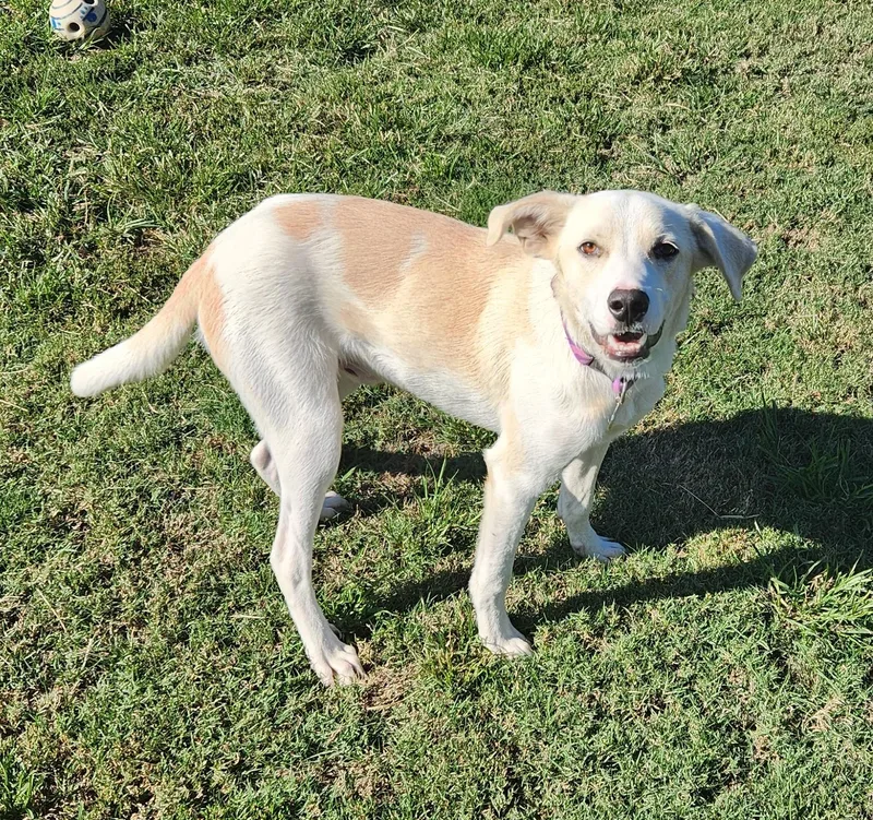 A young medium-sized male American Foxhound dog named Pinto for adoption in Siloam Springs, AR
