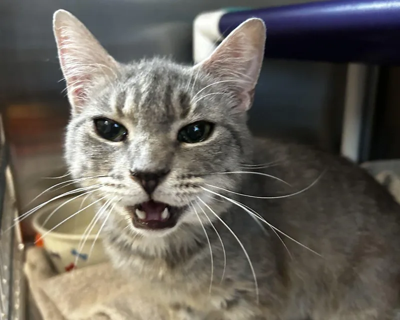 A young small-sized female Tabby (Gray / Blue / Silver) Domestic Short Hair cat named Deadlift for adoption in Raleigh, NC