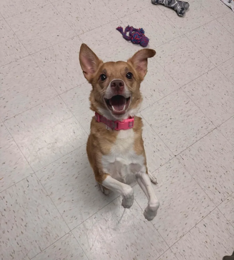 An adult small-sized female Red / Chestnut / Orange Jack Russell Terrier dog named Ginger for adoption in Chambersburg, PA