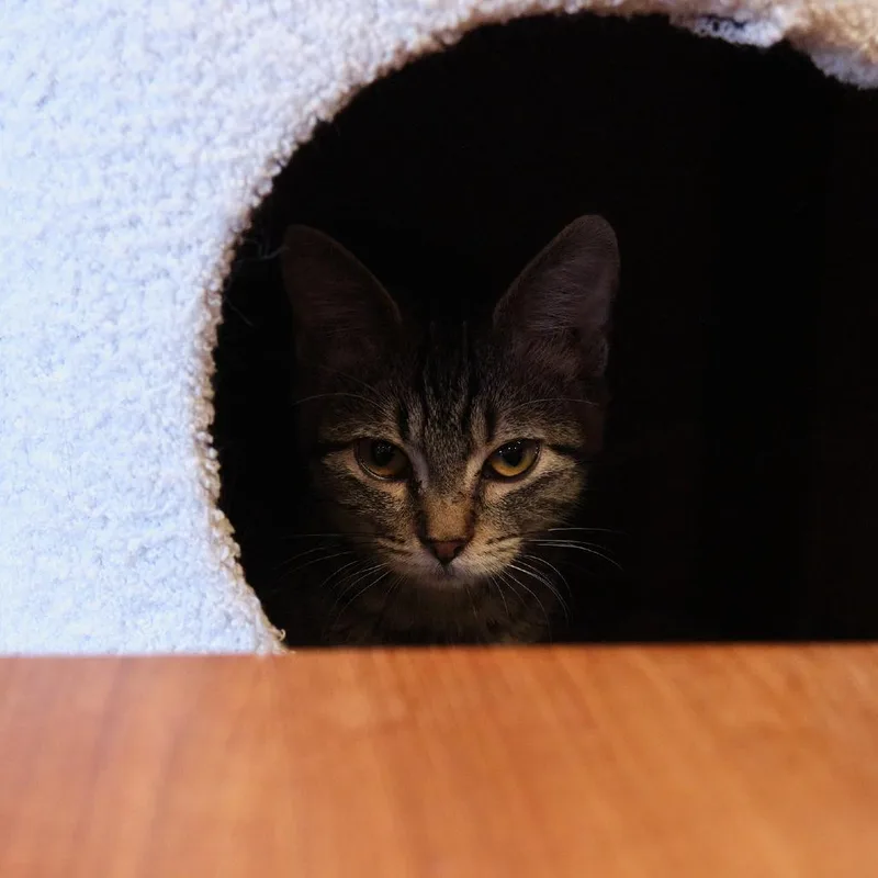 A baby small-sized female Brown / Chocolate Domestic Short Hair cat named Cooper for adoption in Morgan Hill, CA