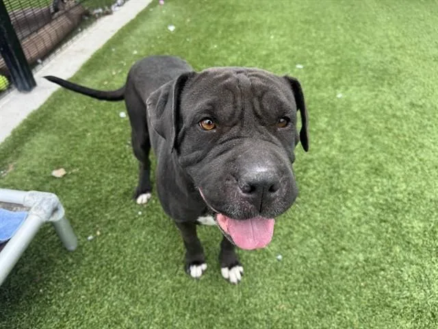 A young medium-sized female Shar-Pei dog named Rebecca for adoption in Garland, TX