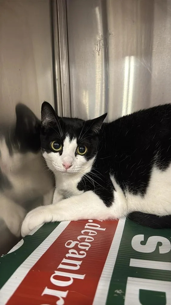 An adult medium-sized female Black & White / Tuxedo Domestic Short Hair cat named Joy for adoption in Pittstown, NJ