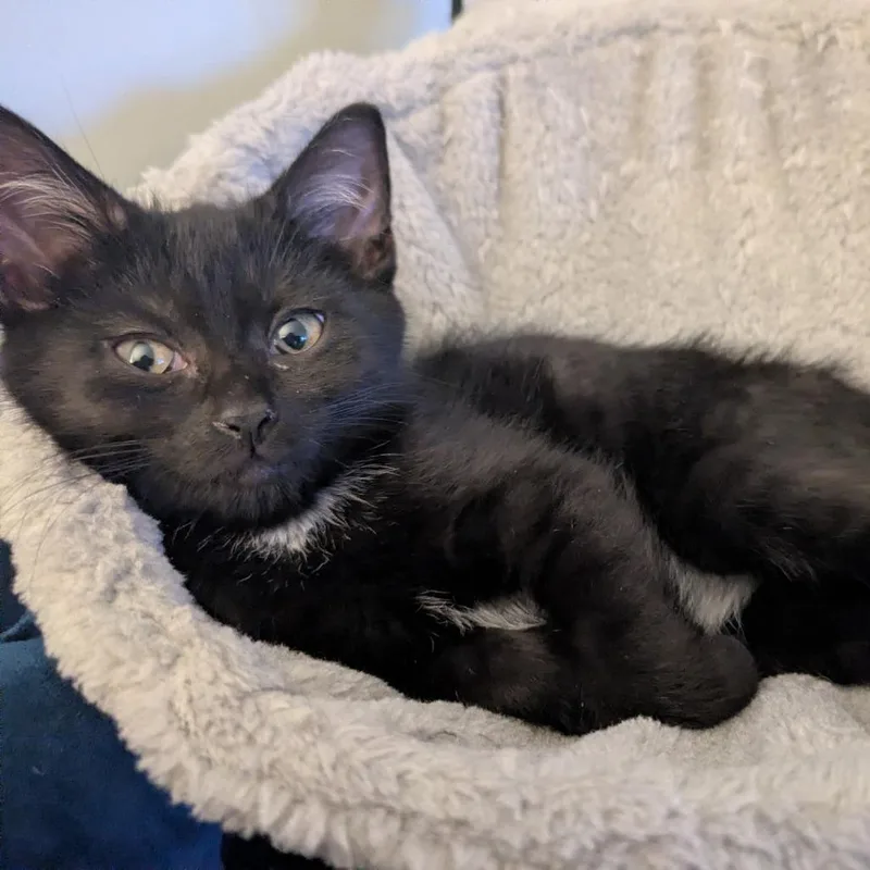 A baby small-sized female Black Domestic Short Hair cat named Megaera for adoption in Gibsonia, PA