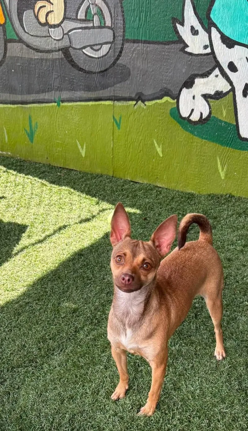 A young small-sized female Brown / Chocolate Chihuahua dog named Bambi for adoption in Vandergrift, PA