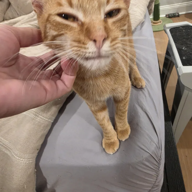 A baby medium-sized male Orange / Red Tabby cat named Peter for adoption in Lawrenceville, GA