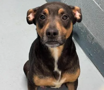 An adult medium-sized male American Staffordshire Terrier dog named Nova for adoption in Palmyra, VA