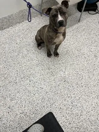 An adult large-sized male Pit Bull Terrier dog named Pepperbox for adoption in Atlanta, GA