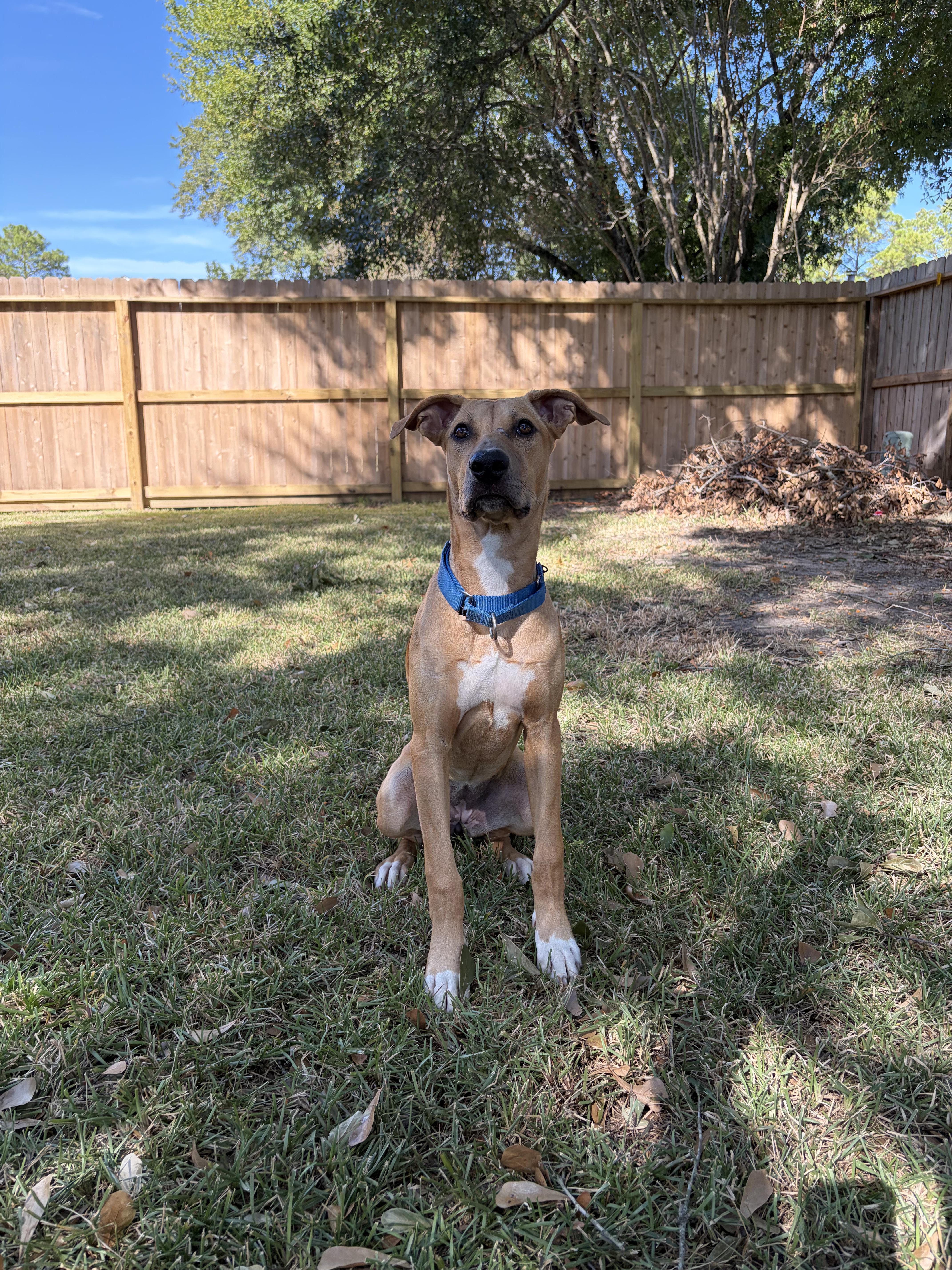 A young medium-sized female Yellow / Tan / Blond / Fawn Black Mouth Cur dog named Zaza for adoption in Magnolia, TX