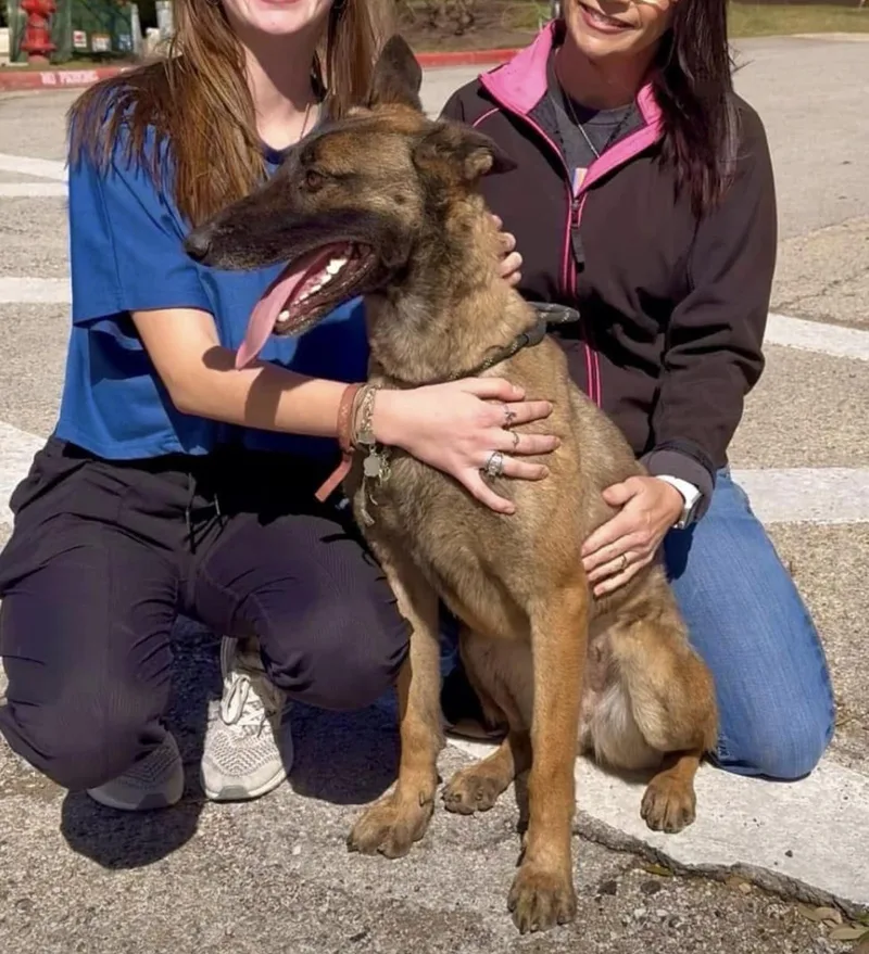 An adult large-sized female Belgian Shepherd / Malinois dog named Lady for adoption in Houston , TX