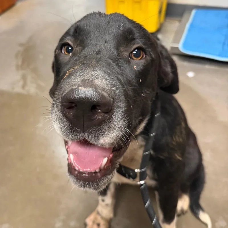 A young large-sized male Black Labrador Retriever dog named Yeller for adoption in Yuma, AZ