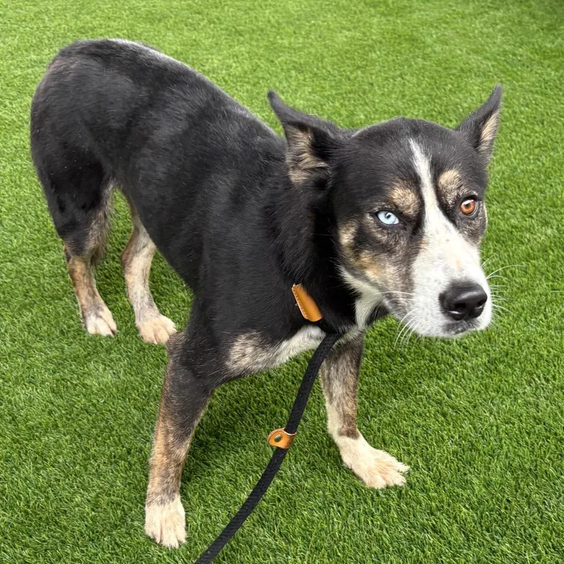 An adult medium-sized female Black Husky dog named Pepper X for adoption in St Joseph, MO