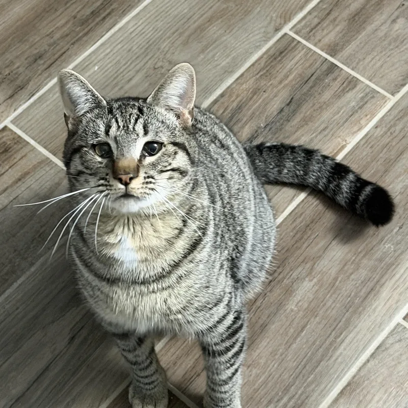 An adult medium-sized male Domestic Short Hair cat named Andy Bernard for adoption in Chandler, AZ