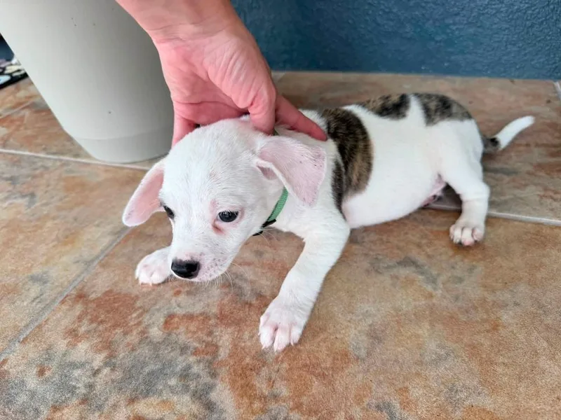 A baby small-sized male Tricolor (Brown, Black, & White) American Bulldog dog named Hoss Hattie for adoption in Lakeland, FL