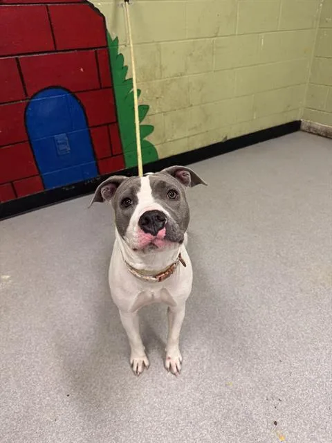 An adult medium-sized female Pit Bull Terrier dog named Luna for adoption in Indianapolis, IN