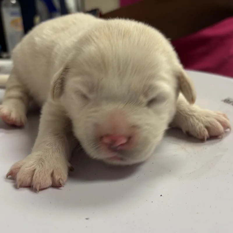 A baby small-sized male Yellow / Tan / Blond / Fawn Retriever dog named Jax for adoption in Yuma, AZ