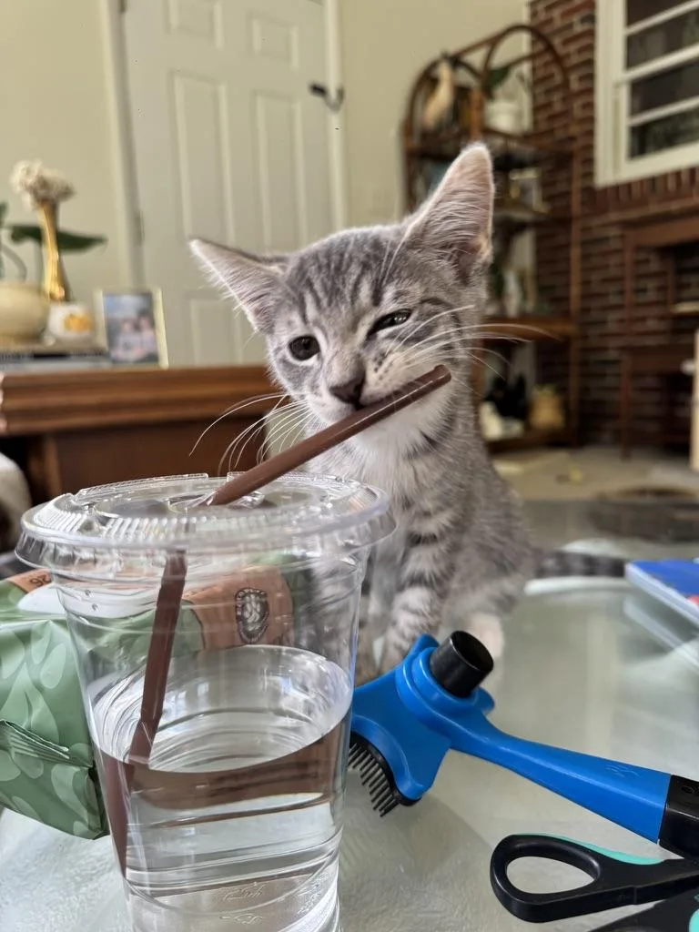 A young medium-sized female Tabby (Gray / Blue / Silver) Domestic Short Hair cat named Butterfly for adoption in Stockbridge, GA