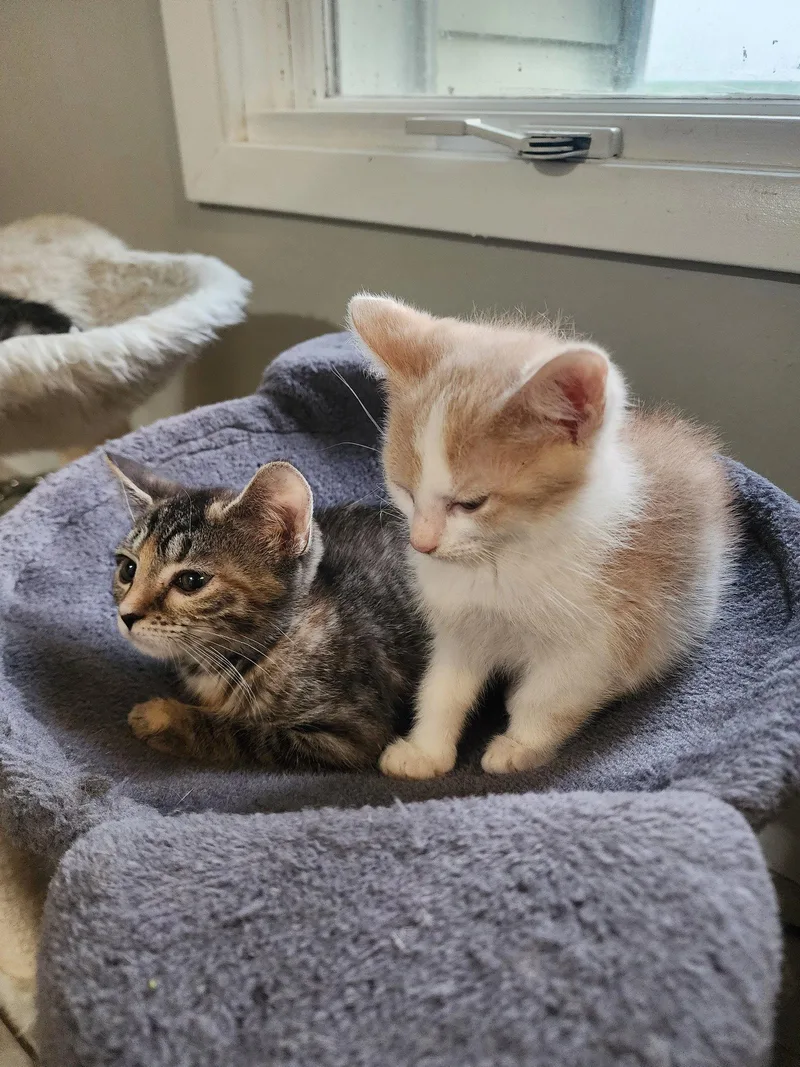 A baby medium-sized female Domestic Short Hair cat named Paige for adoption in Wheaton, IL
