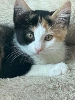 A baby medium-sized female Calico cat named Kiki for adoption in Kenhorst, PA