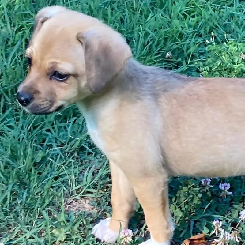 A baby small-sized female Mixed Breed dog named Coffee for adoption in Winston Salem, NC