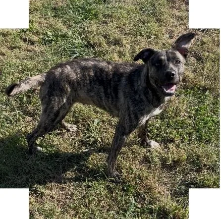 A young medium-sized female Brindle Labrador Retriever dog named Hannah for adoption in Chillicothe, MO