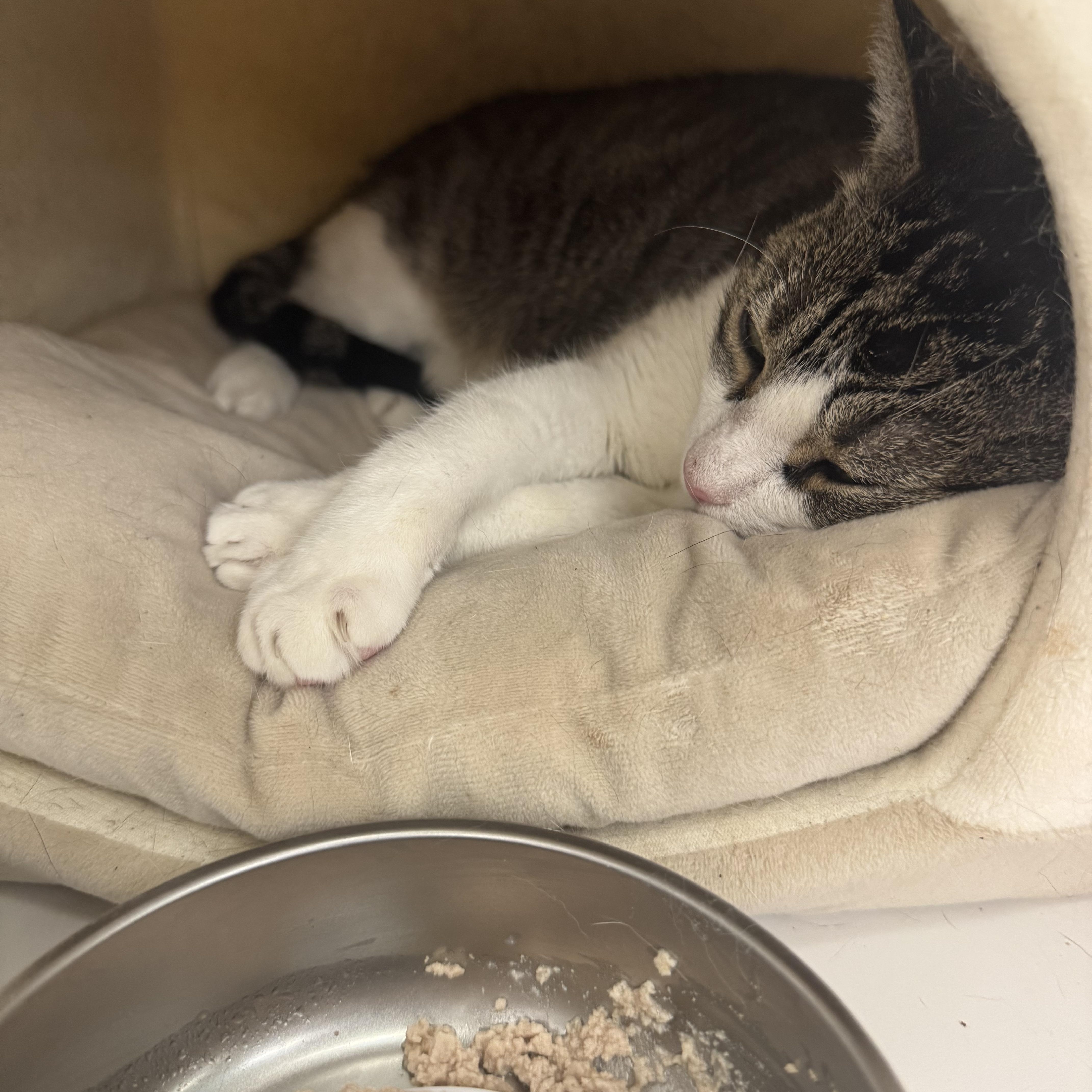 Munchkin thumbnail 3