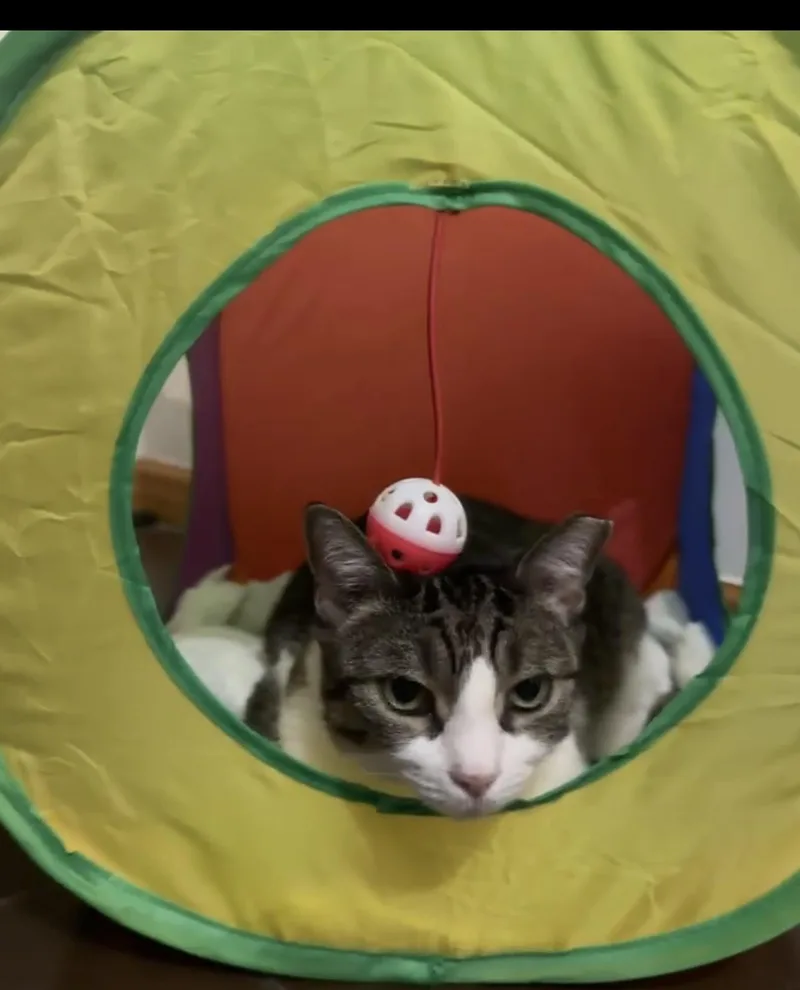 Munchkin thumbnail 4