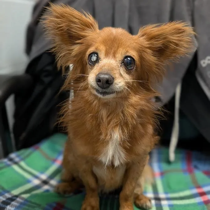 Paco