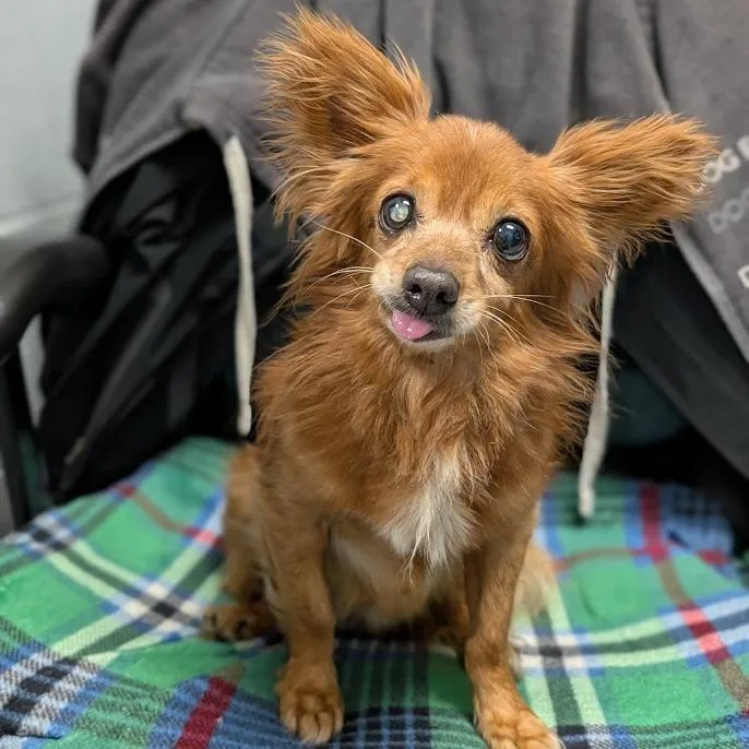Paco thumbnail 2