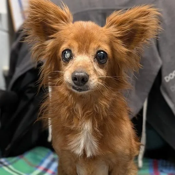 Paco thumbnail 3