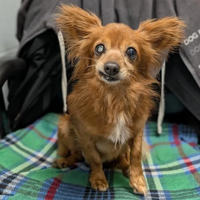 Paco thumbnail 4