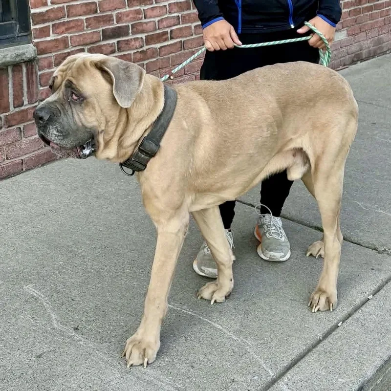 An adult extra large-sized male Yellow / Tan / Blond / Fawn Cane Corso dog named Archibald for adoption in Buffalo, NY