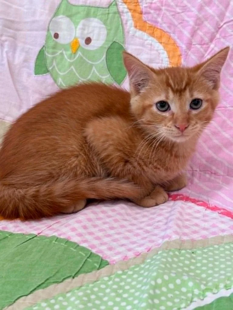 A baby small-sized male Domestic Short Hair cat named Shawn for adoption in Warrenton, NC
