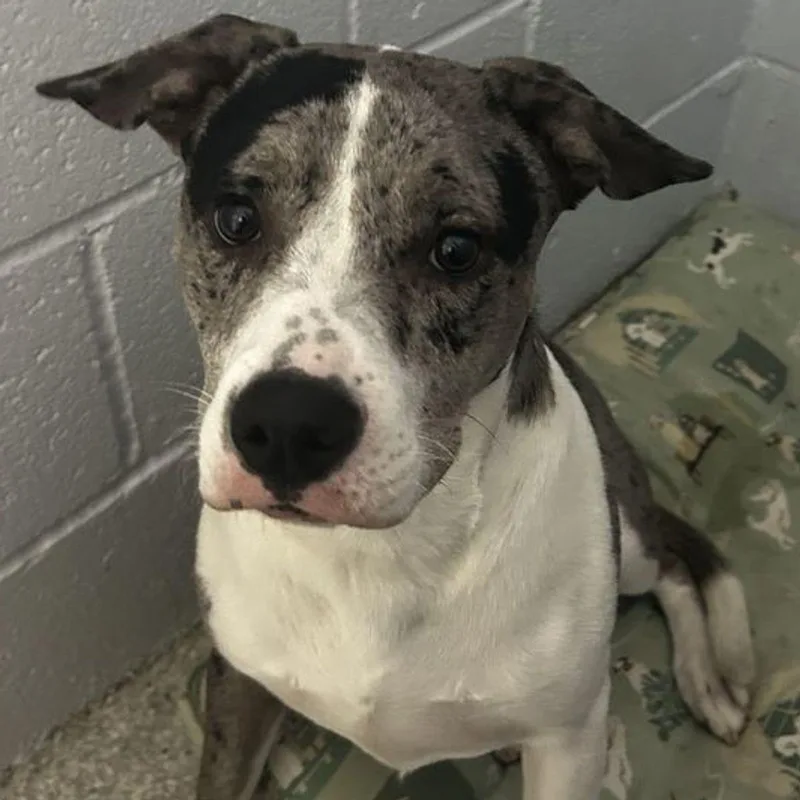 A young medium-sized female Australian Cattle Dog / Blue Heeler dog named Maggie for adoption in Lake Havasu City, AZ